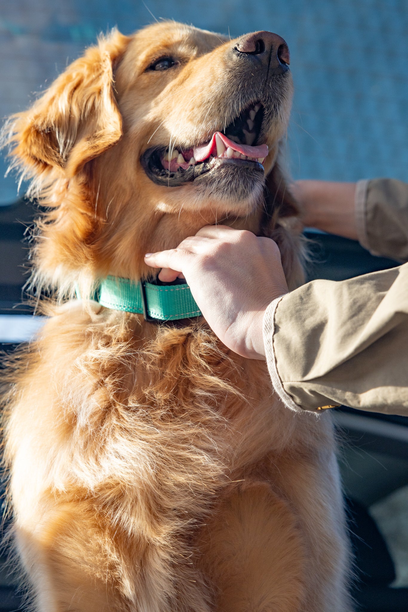 BravoWalk No-Pull Training Collar
