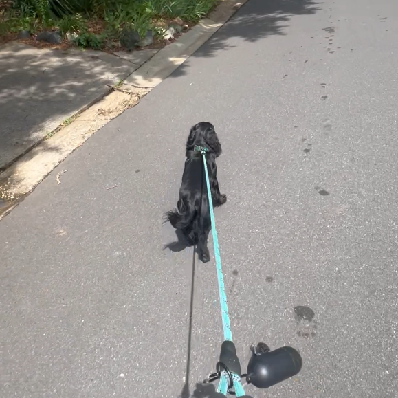 Dog pulling on a leash while walking on a street with cars and houses in the background