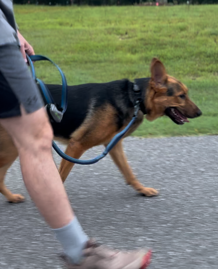 Training a German Shepherd dog how to walk without pulling on a leash in an outdoor setting