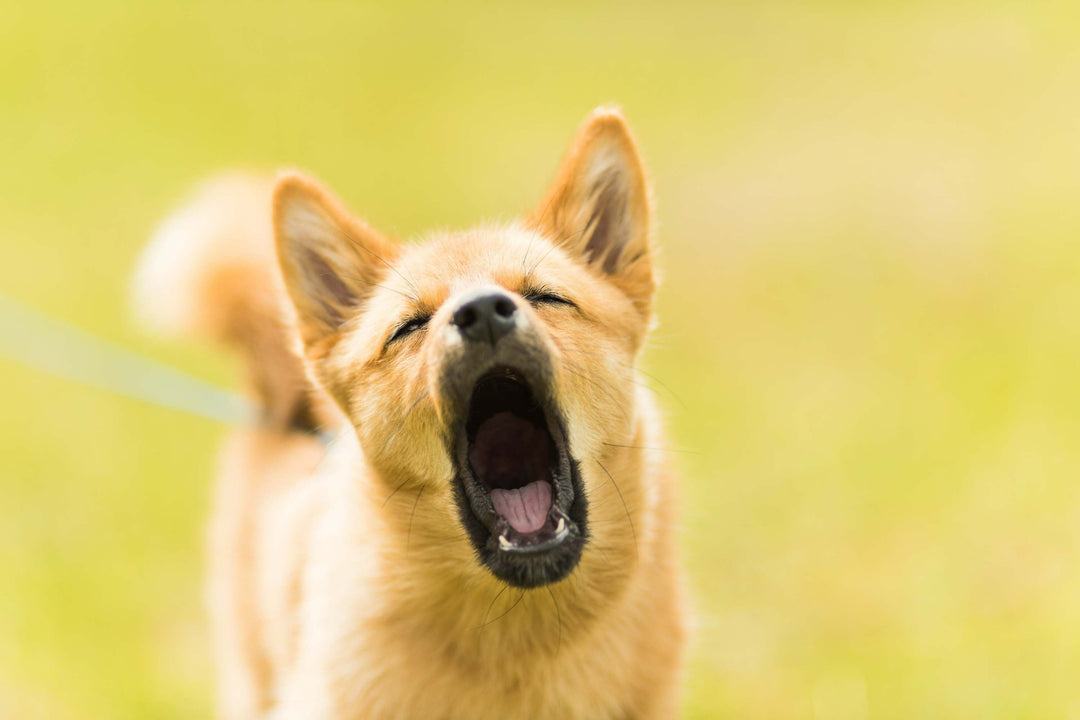 Dog Reactive to Dogs on Walks? Here's Your Training Plan