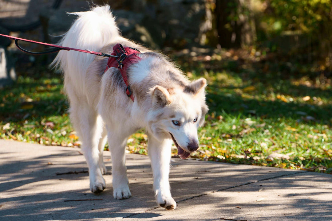 Harness vs Collar Safety: Why Age and Injury Risk Matter More Than You Think