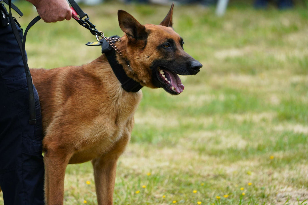 The Hidden Health Risks of Choke Collars: What Dog Owners Need to Know