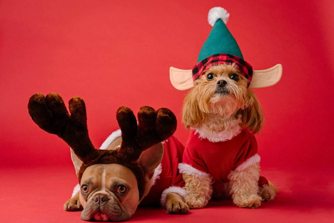 Holiday Gift Ideas for the Dog Lover in Your Life 2025