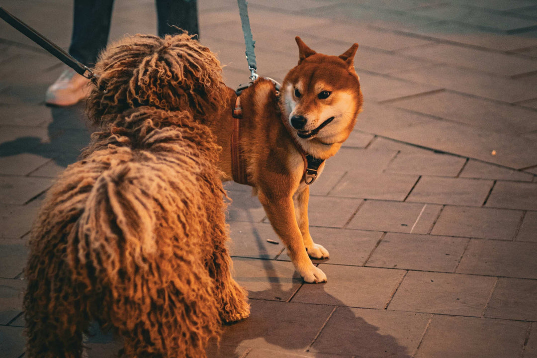 Leash Aggression vs True Aggression: How to Tell the Difference