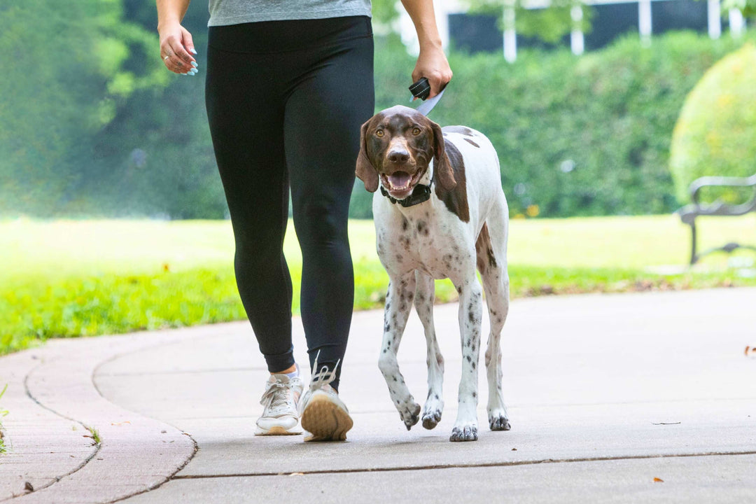 Loose Leash Walking Training: From Pulling to Perfect Walks