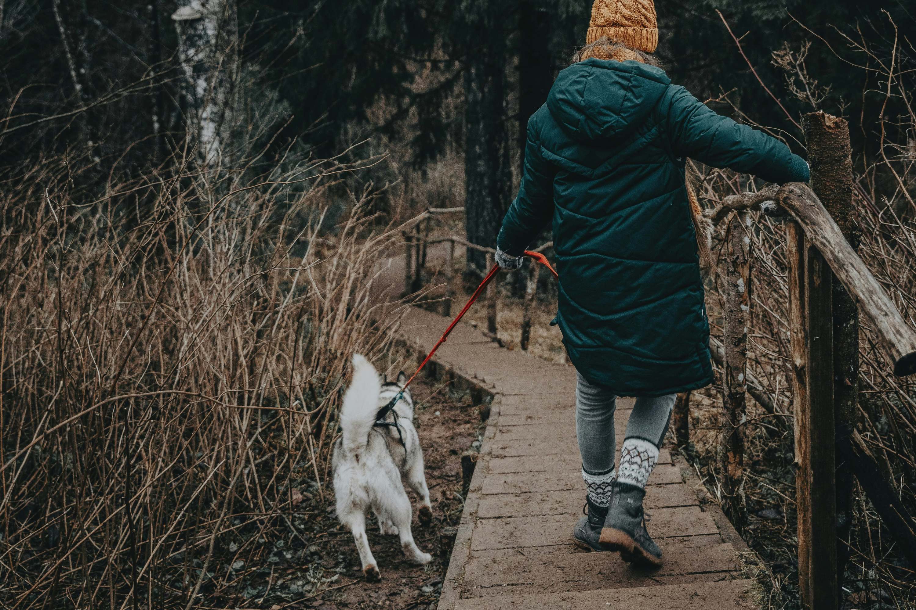 Walka Pulinga Stop Dog Pulling on Leash: The Ultimate Training Guide – BravoWalk Dog ...