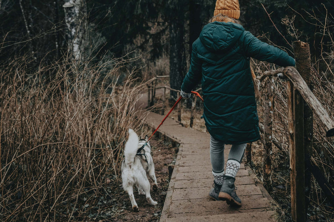 Stop Dog Pulling on Leash: The Ultimate Training Guide