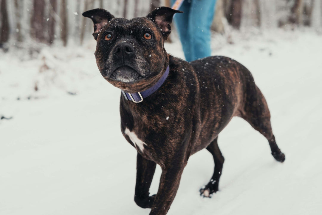 Why Your Dog Lunges at Other Dogs (And How to Stop It)