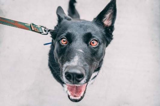 What Are the Benefits of Using a No-Pull Dog Collar?