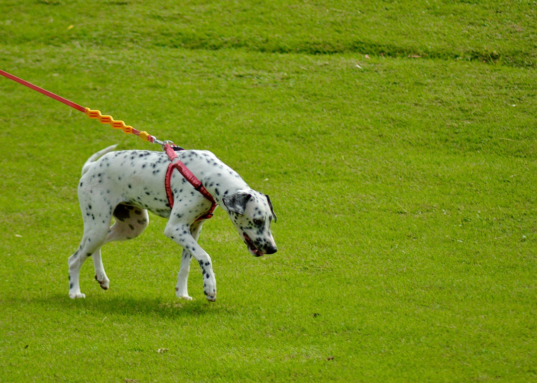 dog wearing harness pulling on the leash in grassy field