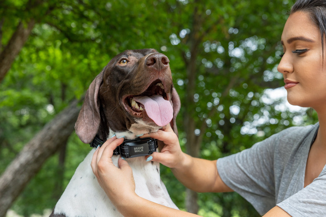 Do No-Pull Dog Training Collars Actually Work?