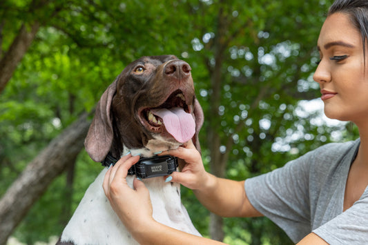 Do No-Pull Dog Training Collars Actually Work?