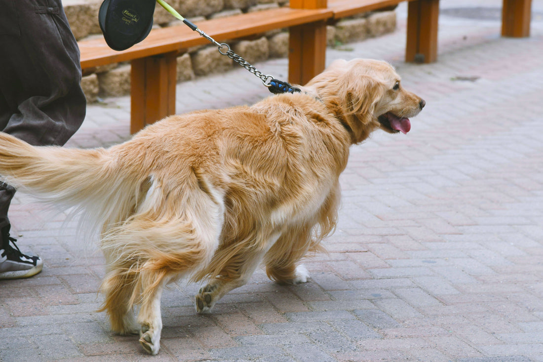 What Are Some Effective Solutions for Teaching Your Dog Not to Pull on the Leash?