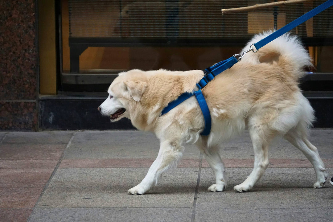 Large Breed Owners: Why Your 80+ Pound Dog Needs More Than a Harness