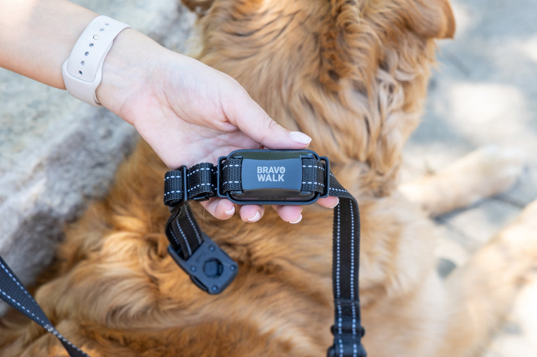 bravowalk dog collar