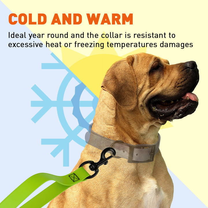 Dog wearing a collar with text about its temperature resistance on a colorful background