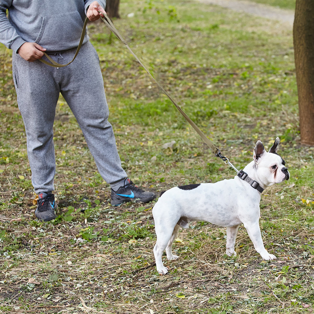 Person walking a small white dog on a leash in a grassy area