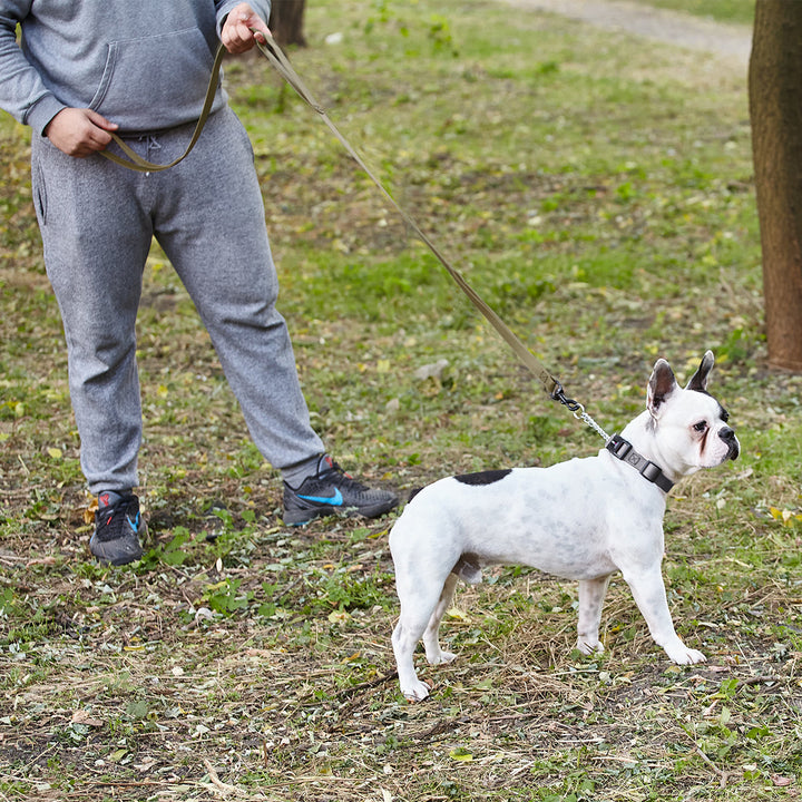 Person walking a small white dog on a leash in a grassy area