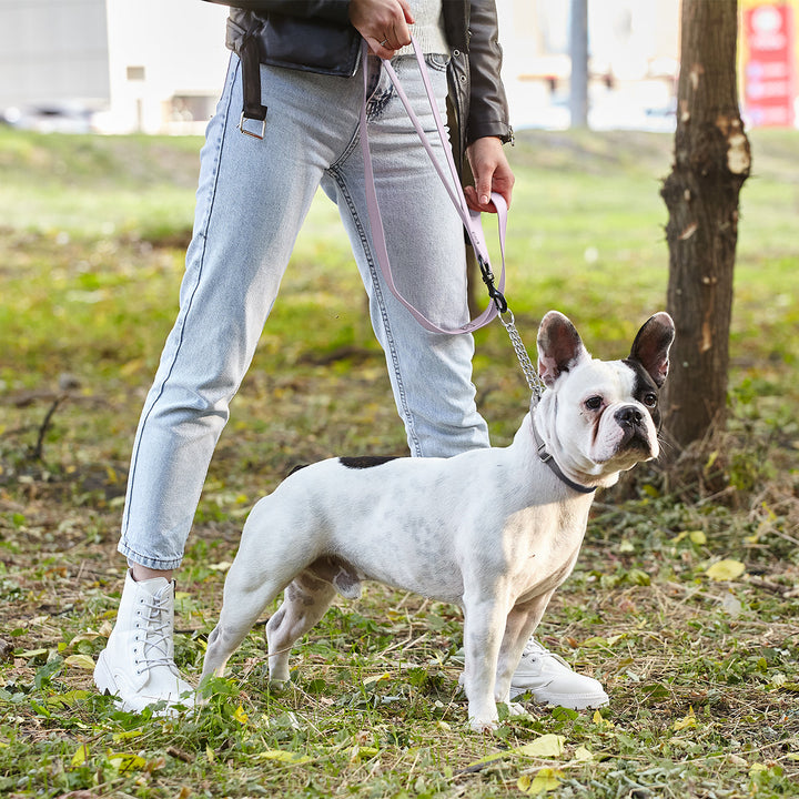 Person walking a white dog on a purple  leash in an outdoor setting