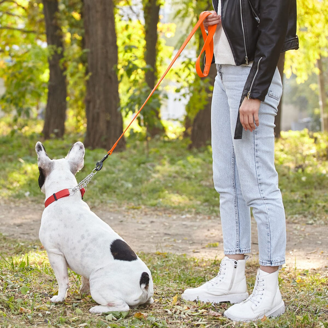 Person with a dog on a leash in a park