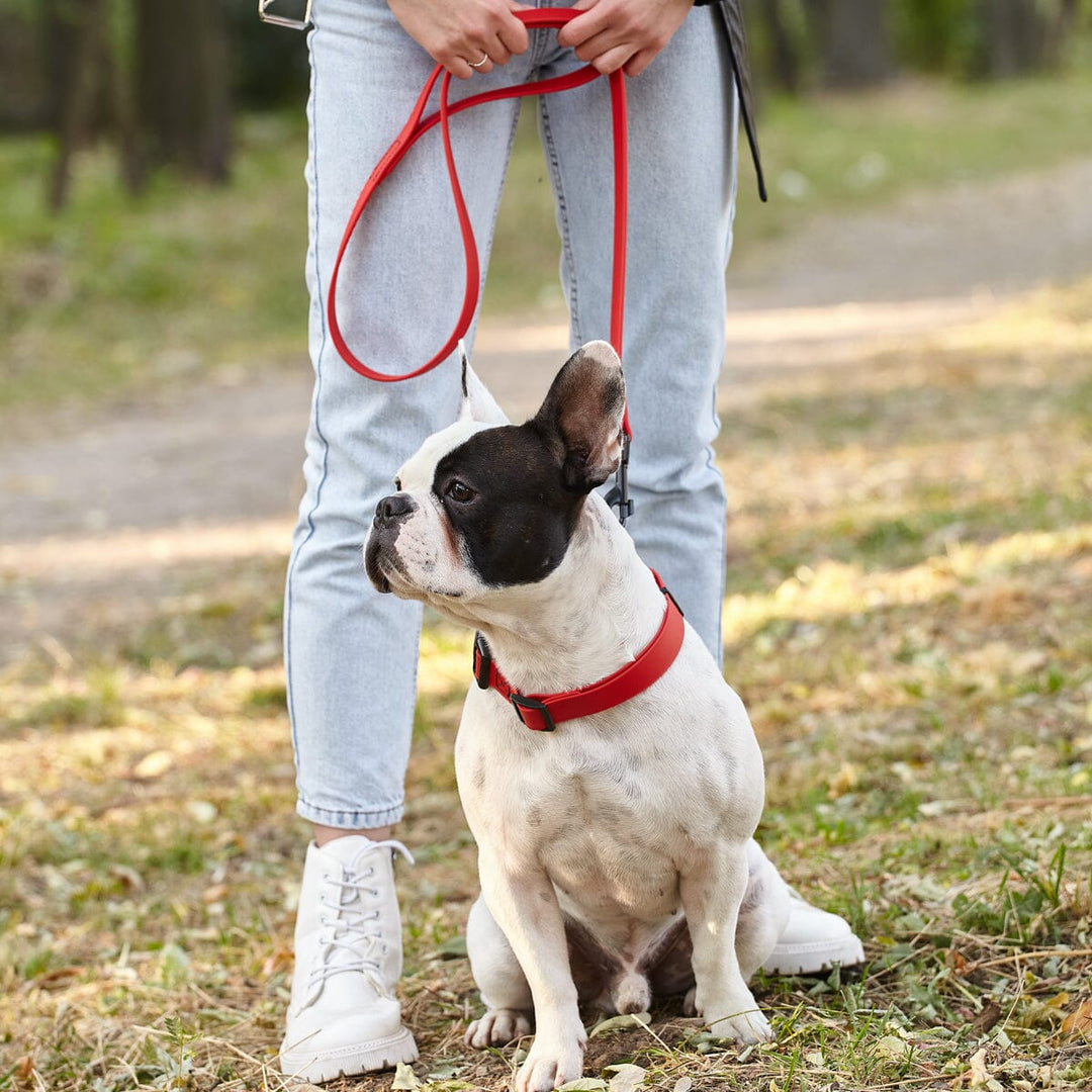 White dog with black face wearing a red collar sitting on grass next to a person holding a red leash.
