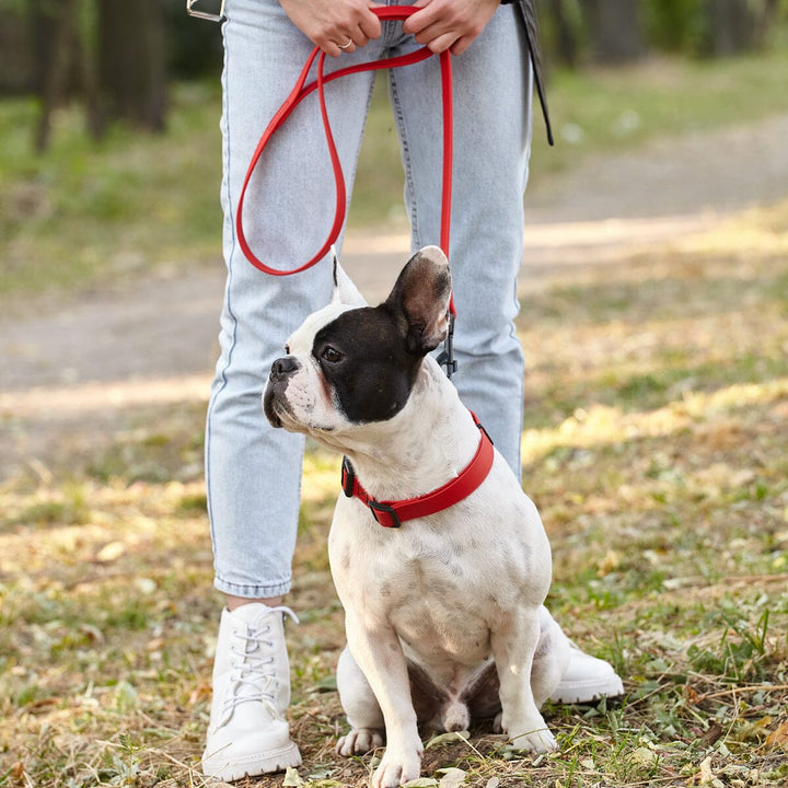 White dog with black face wearing a red collar sitting on grass next to a person holding a red leash.