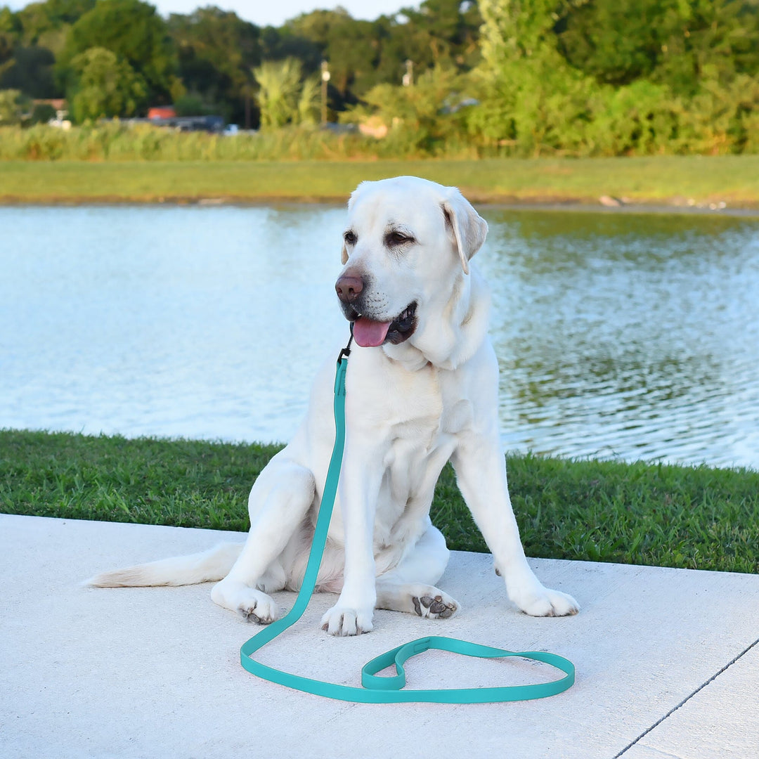 White dog sitting on a concrete surface with a teal leash, surrounded by a natural landscape.