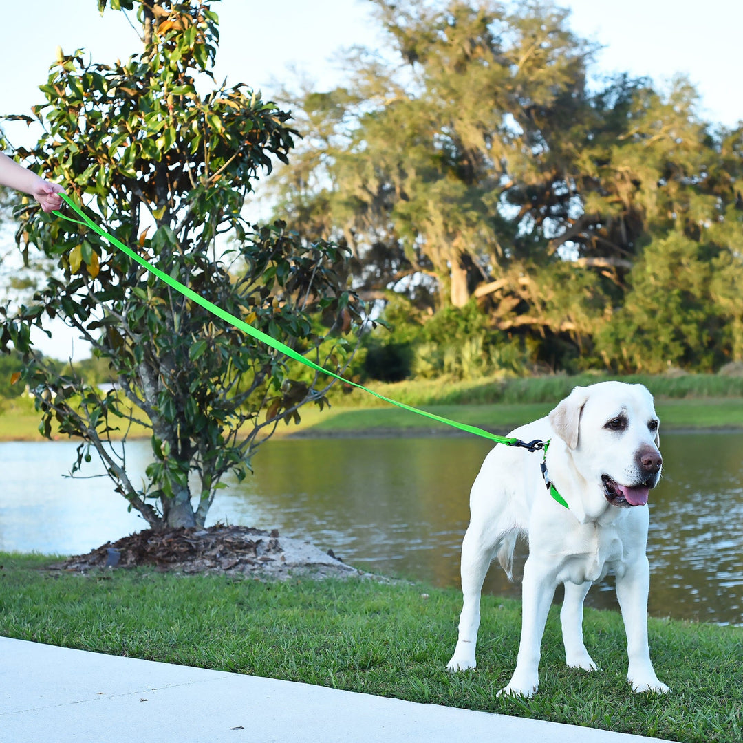 Dog on a leash by a lake with trees in the background