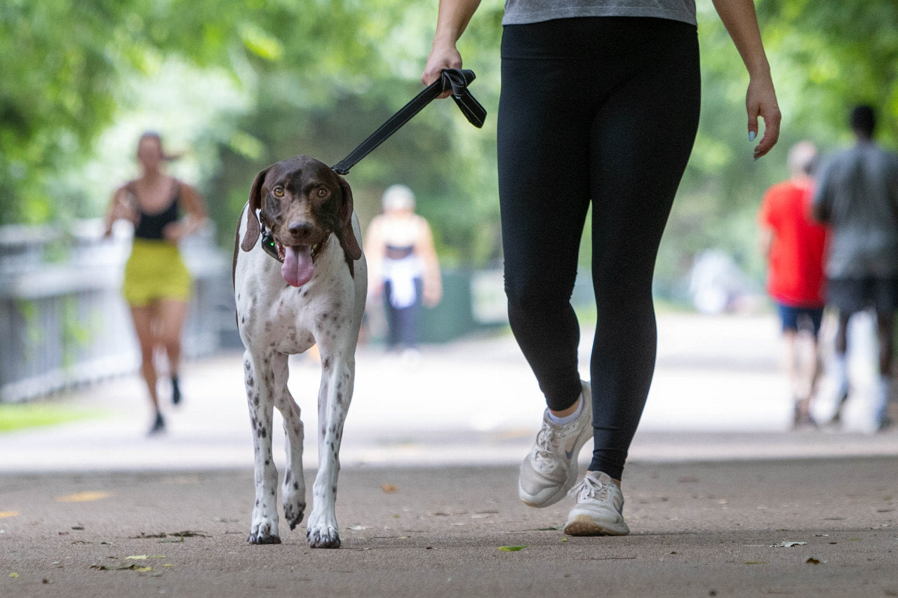 Happy dog walking with a BravoWalk Pro