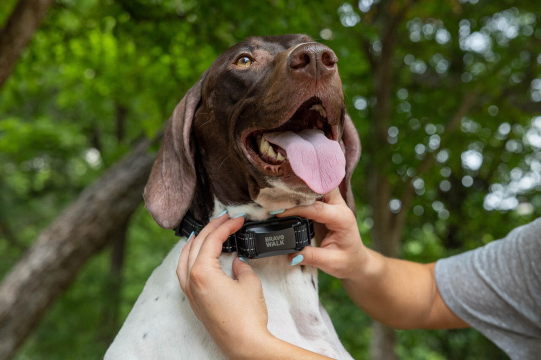 Dog wearing BravoWalk Pro training collar