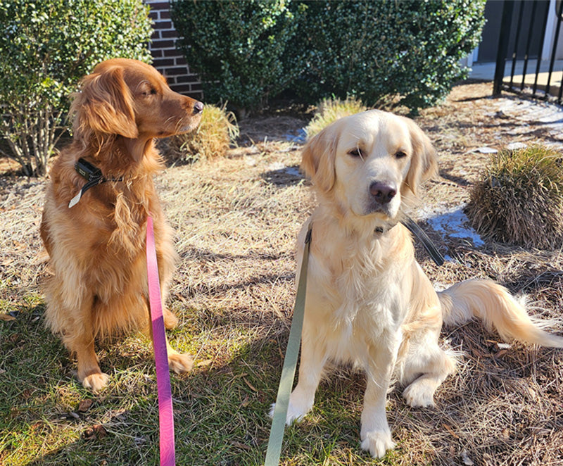 Two golden retrievers wearing BravoWalk no-pull dog collars