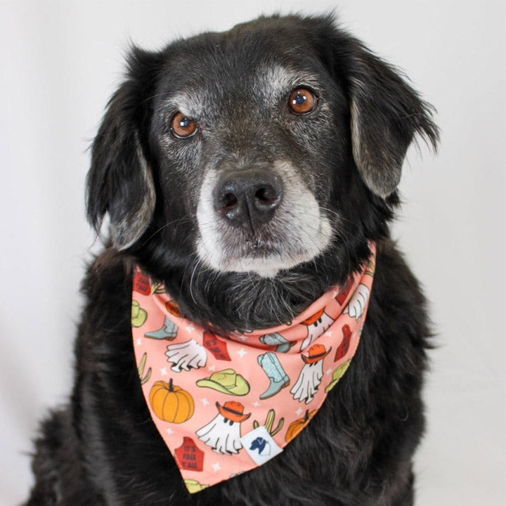 Black dog wearing a colorful bandana with Halloween-themed designs on a light gray background