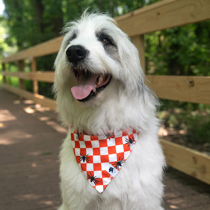 A dog with a checkered Halloween bandana with spiders enjoying a walk in a park