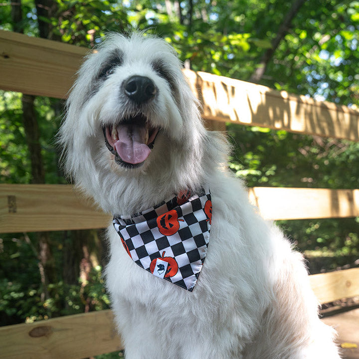 A dog with a checkered Halloween bandana with jack-o-lantern pumpkins enjoying a dog walk in a park