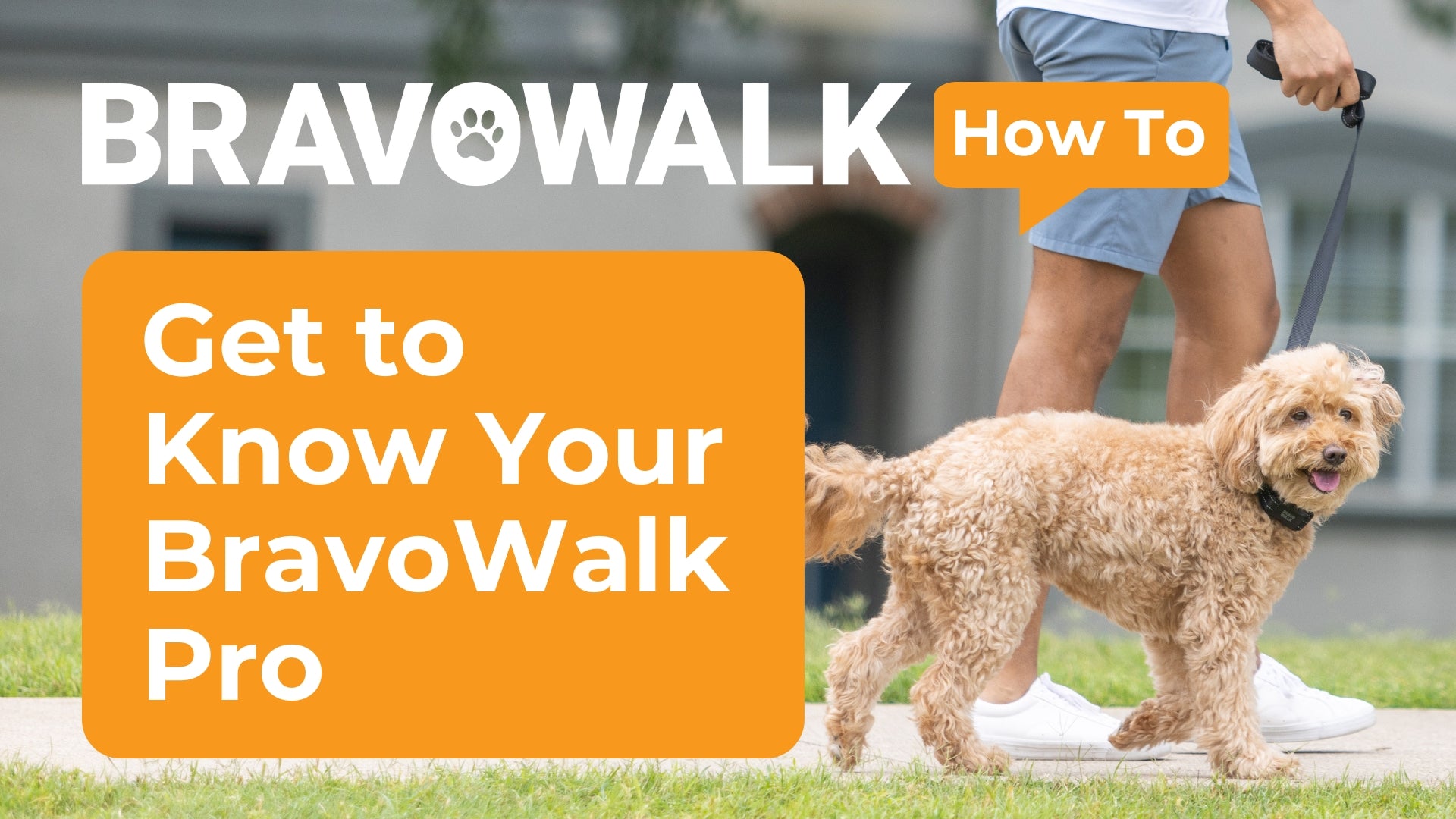 Load video: how to use the bravowalk dog collar