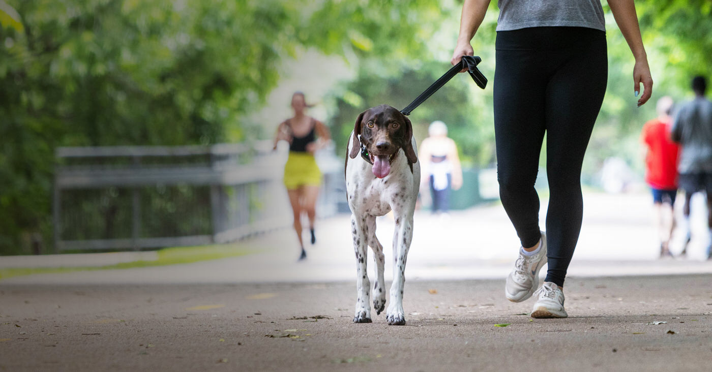 BravoWalk No-Pull Training Collar