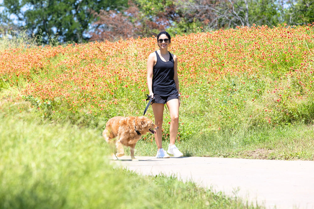 golden retriever dog training while walking in a park 