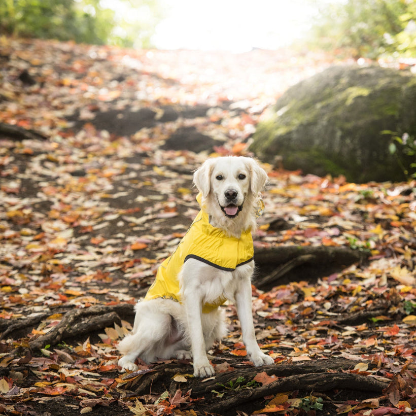 Golden Retriever Dog wearing a yellow raincoat sitting on a leaf-covered ground with rocks and trees in the background.