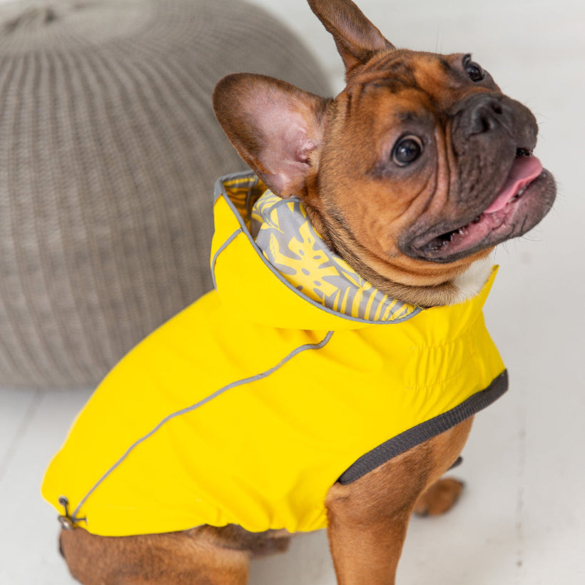 Dog wearing a yellow raincoat with a gray interior, standing indoors.