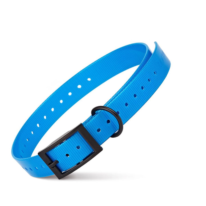Blue dog collar with a black buckle on a white background
