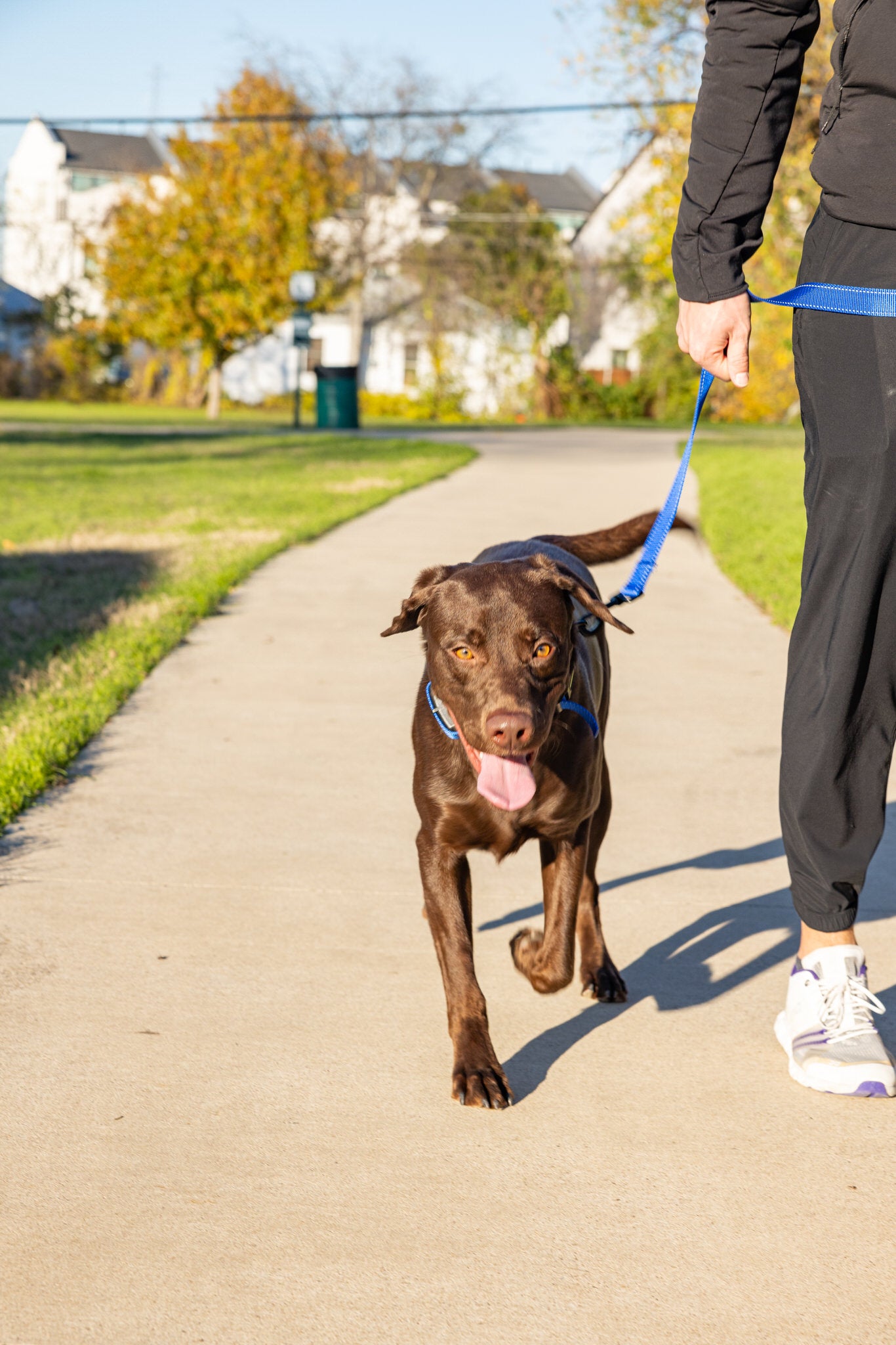 BravoWalk No-Pull Training Collar