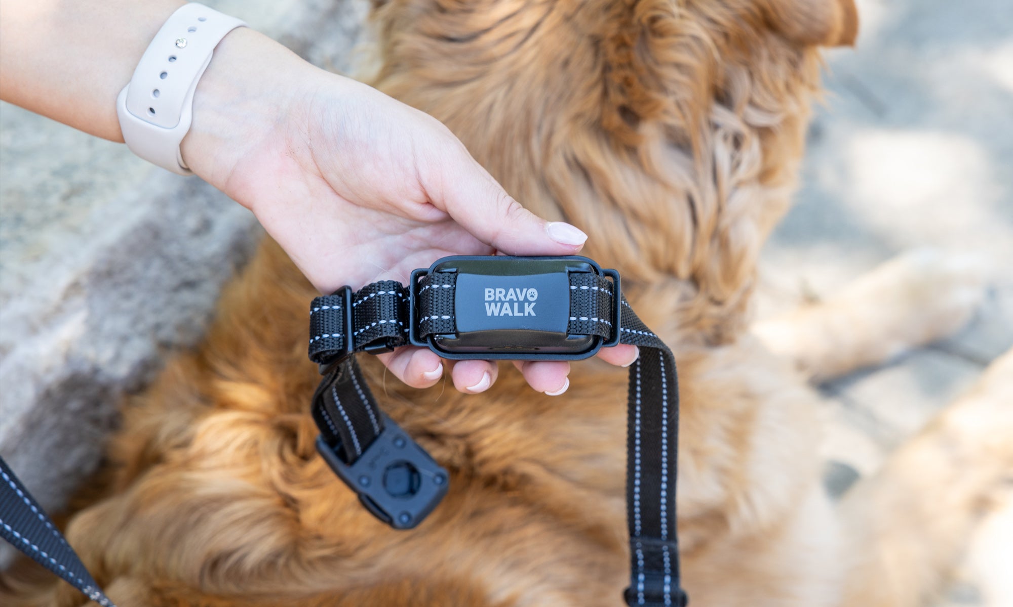 Dog collar with 'Bravo Walk' branding held by a person, with a dog in the background.
