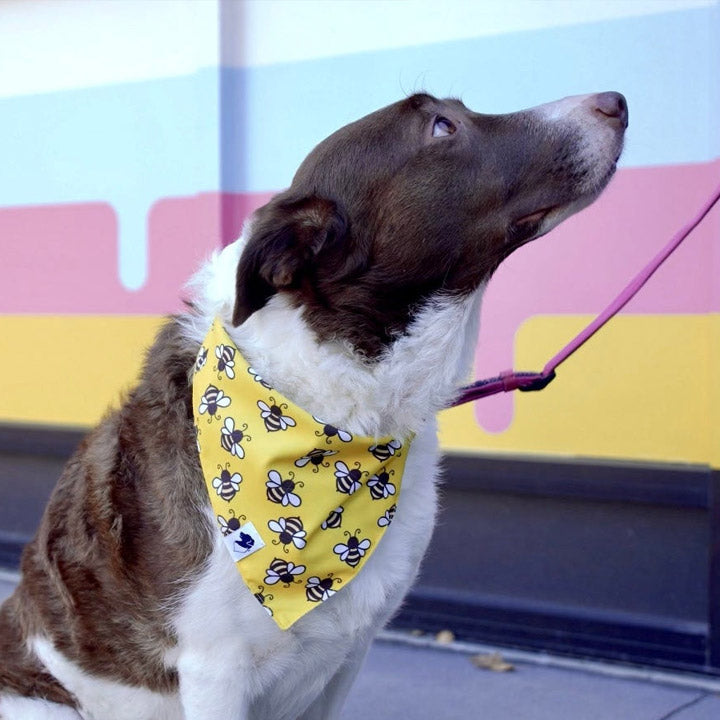 Dog wearing a yellow bandana with bumble bee pattern, taking a break from dog training.