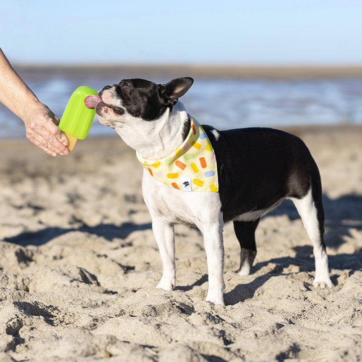Dog on a beach with a colorful bandana, interacting with a green popsicle.