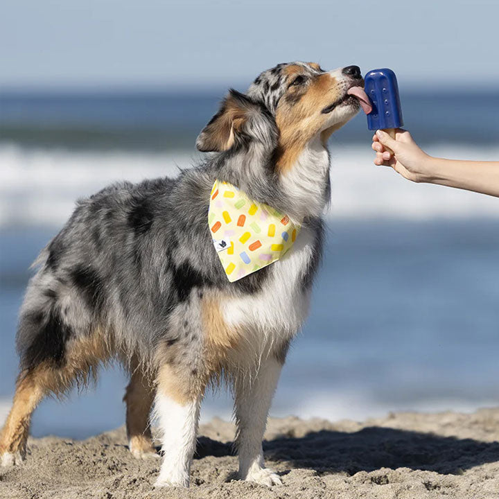 Dog on a beach with a colorful bandana, licking a blue popsicle held by a person.