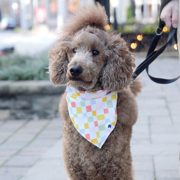 Brown poodle wearing a colorful checkered bandana on a leash.