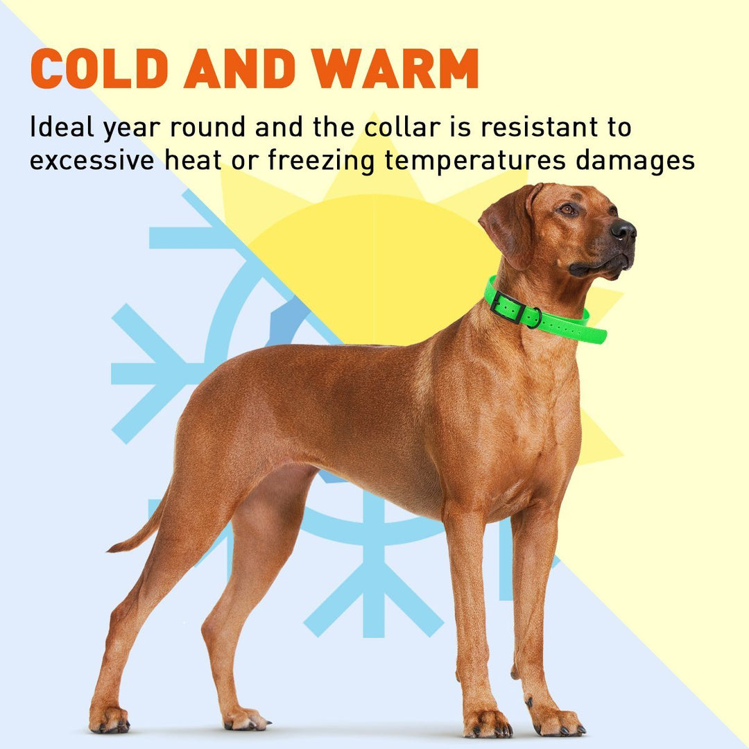 Dog wearing a green collar with text about temperature resistance on a colorful background