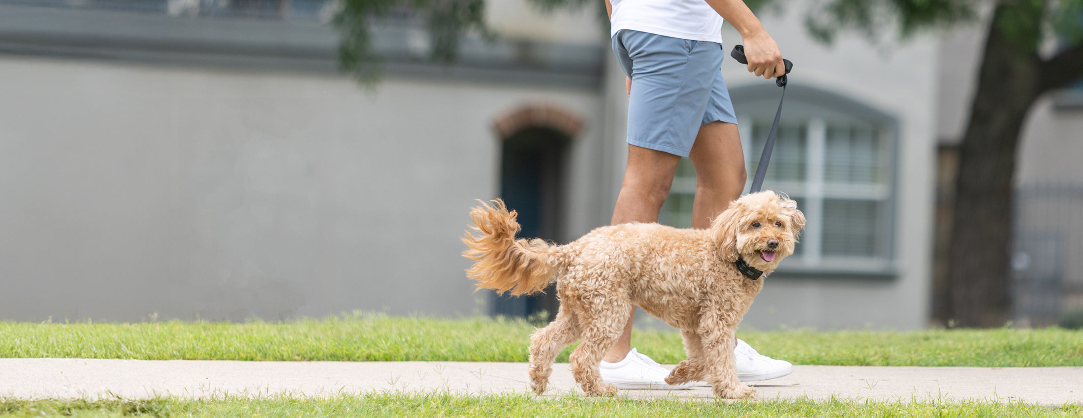 a dog training to stop pulling on the leash walking outside on a sidewalk with a BravoWalk