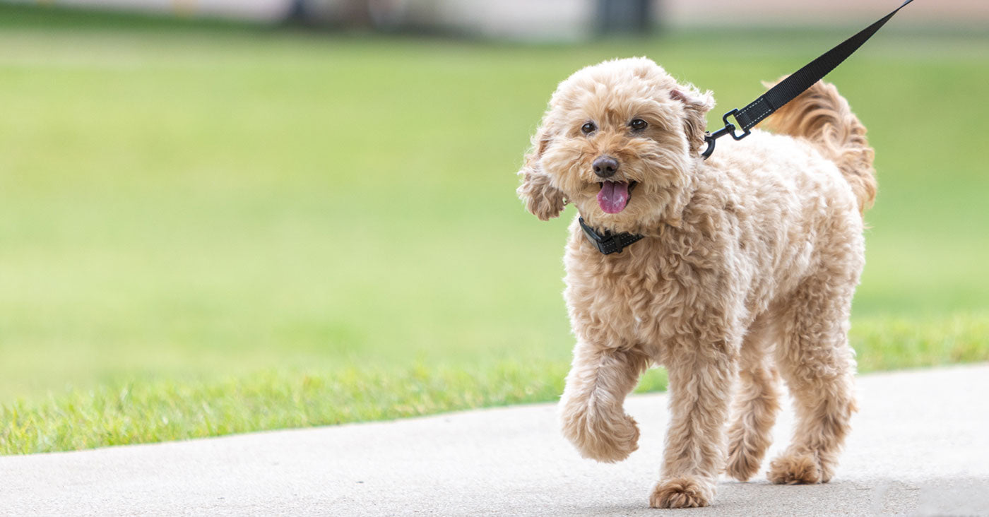 happy dog walks in springtime
