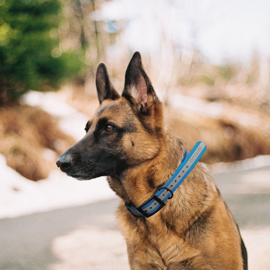 Dog with a blue collar sitting outdoors in a natural setting